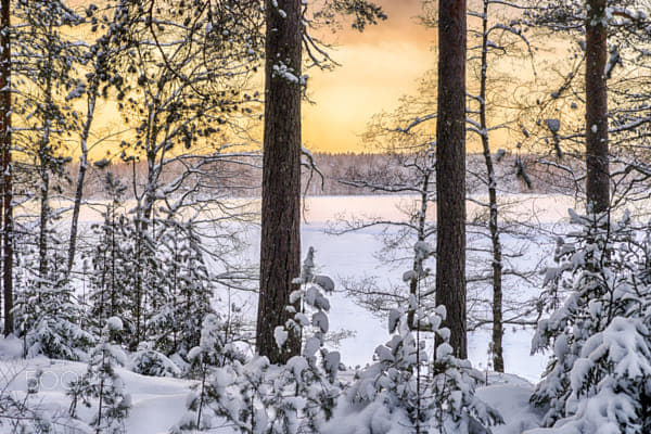 Sunset in the winter forest by Markus Kauppinen on 500px.com