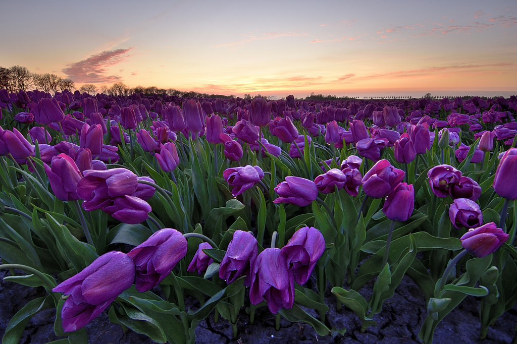 After spraying by John Leeninga on 500px.com