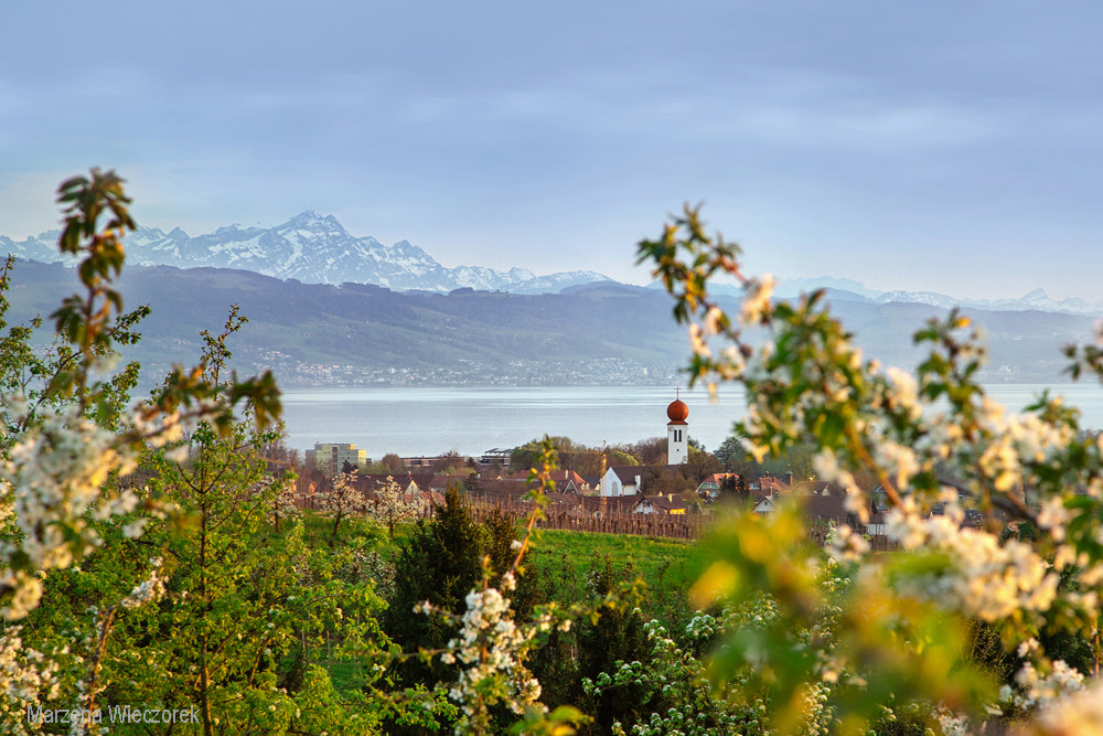 Frühling in Kressbronn by Marzena Wieczorek on 500px.com