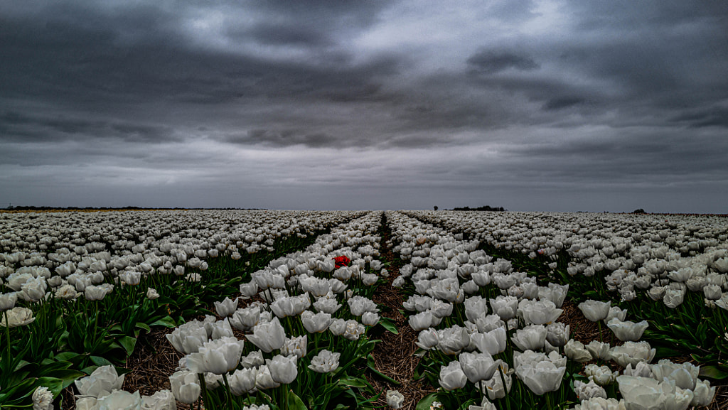 One in red.... by Jürgen Gatte on 500px.com