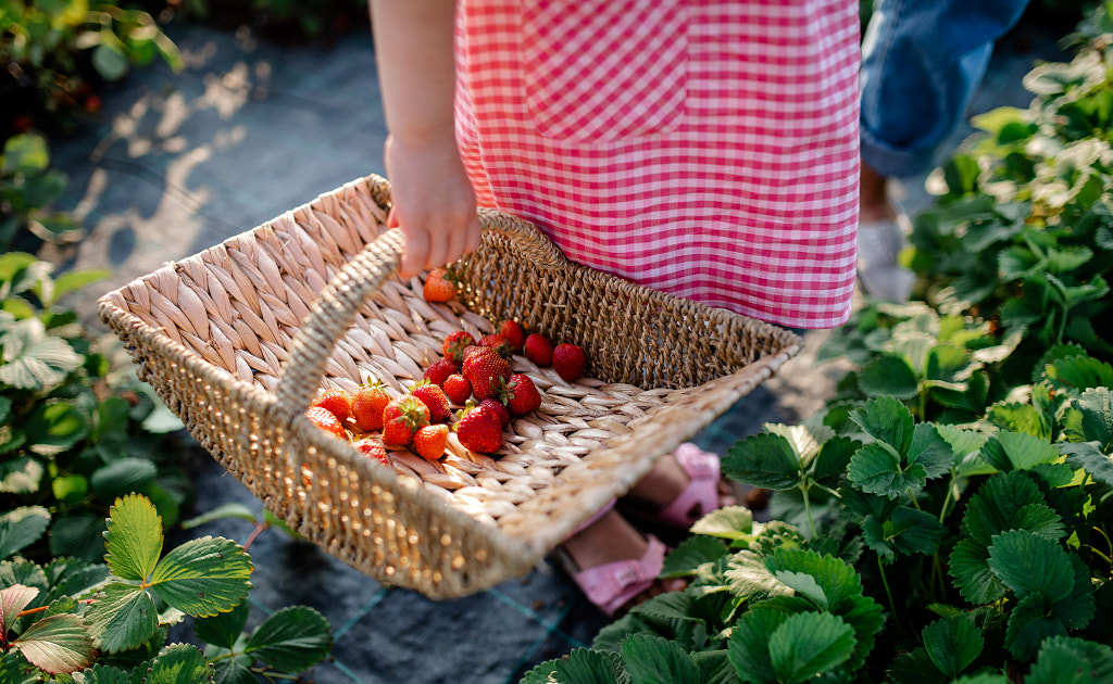 Unrecognizable small girl picking strawberries on the farm. by Jozef Polc on 500px.com