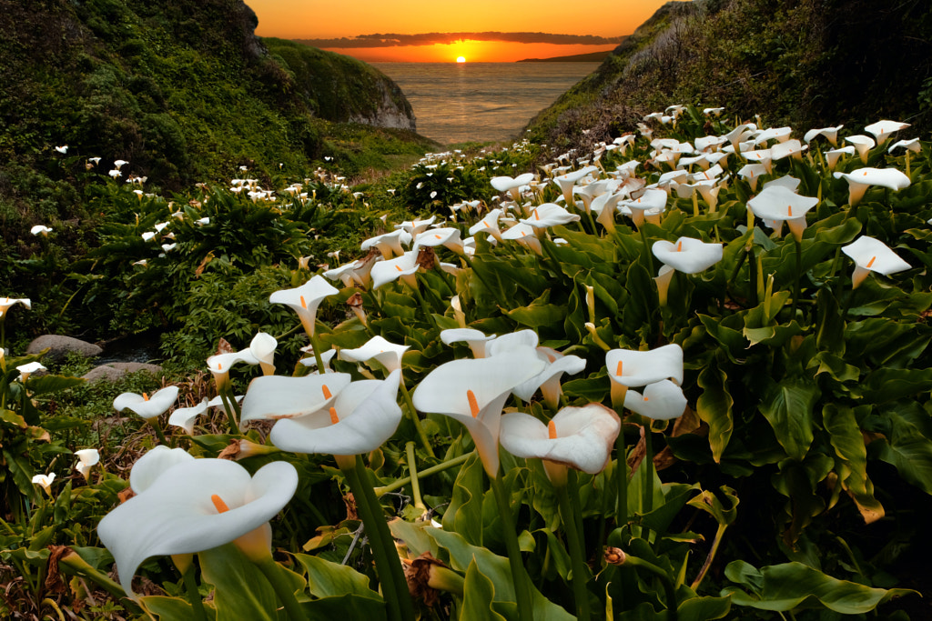 Calla Lilies by Marina Poushkina on 500px.com