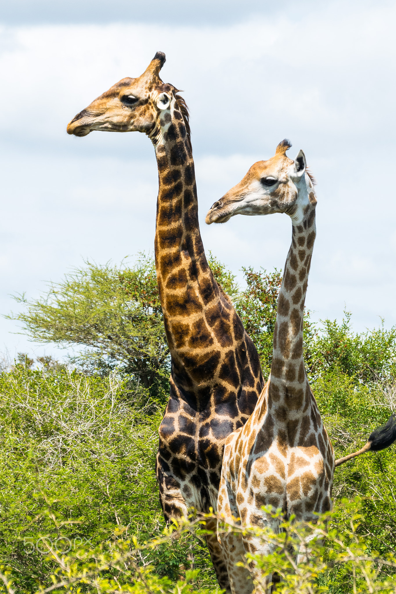 Giraffe looking left