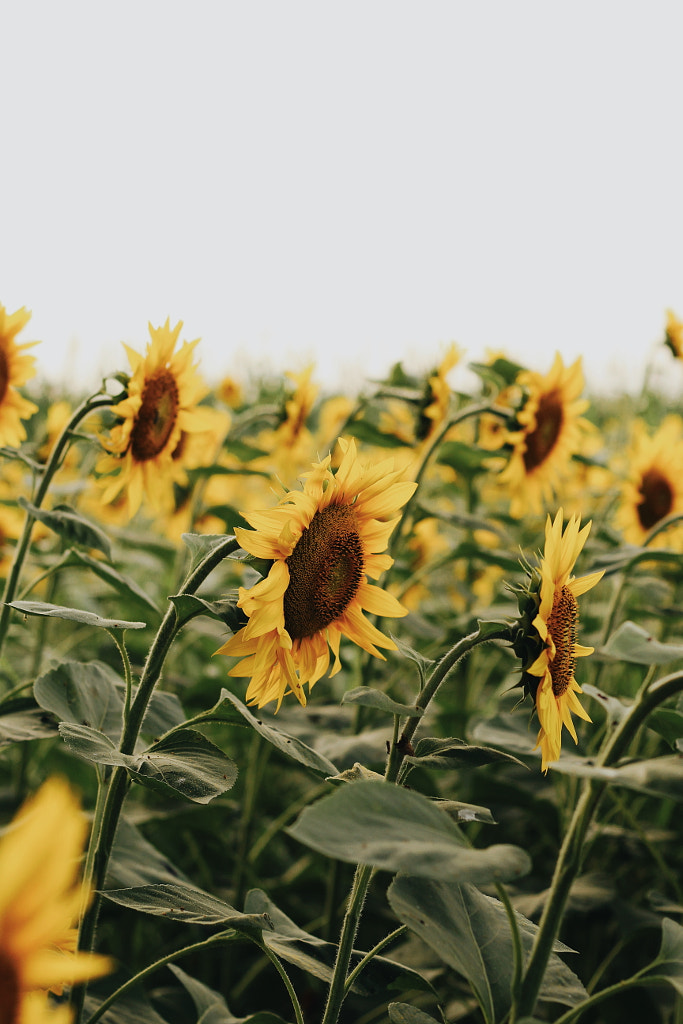Sunflowers by Maja Kolarski on 500px.com