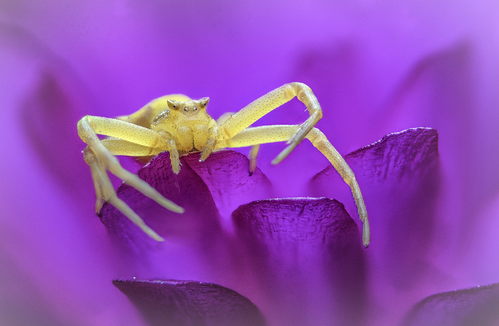 yellow crab spider (Thomisus onustus) by Arnau  Bolet on 500px.com