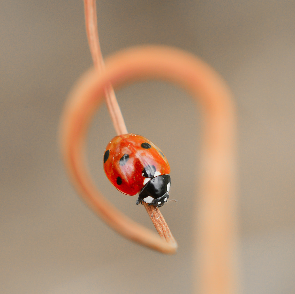 ladybug by yasin mortaş... http://www.biyografya.com/biyografi/4990 on 500px.com