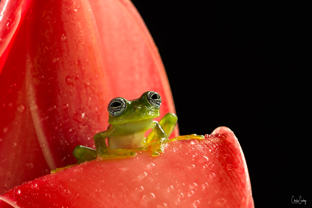 Ghost glass frog  by Christian Sanchez on 500px.com