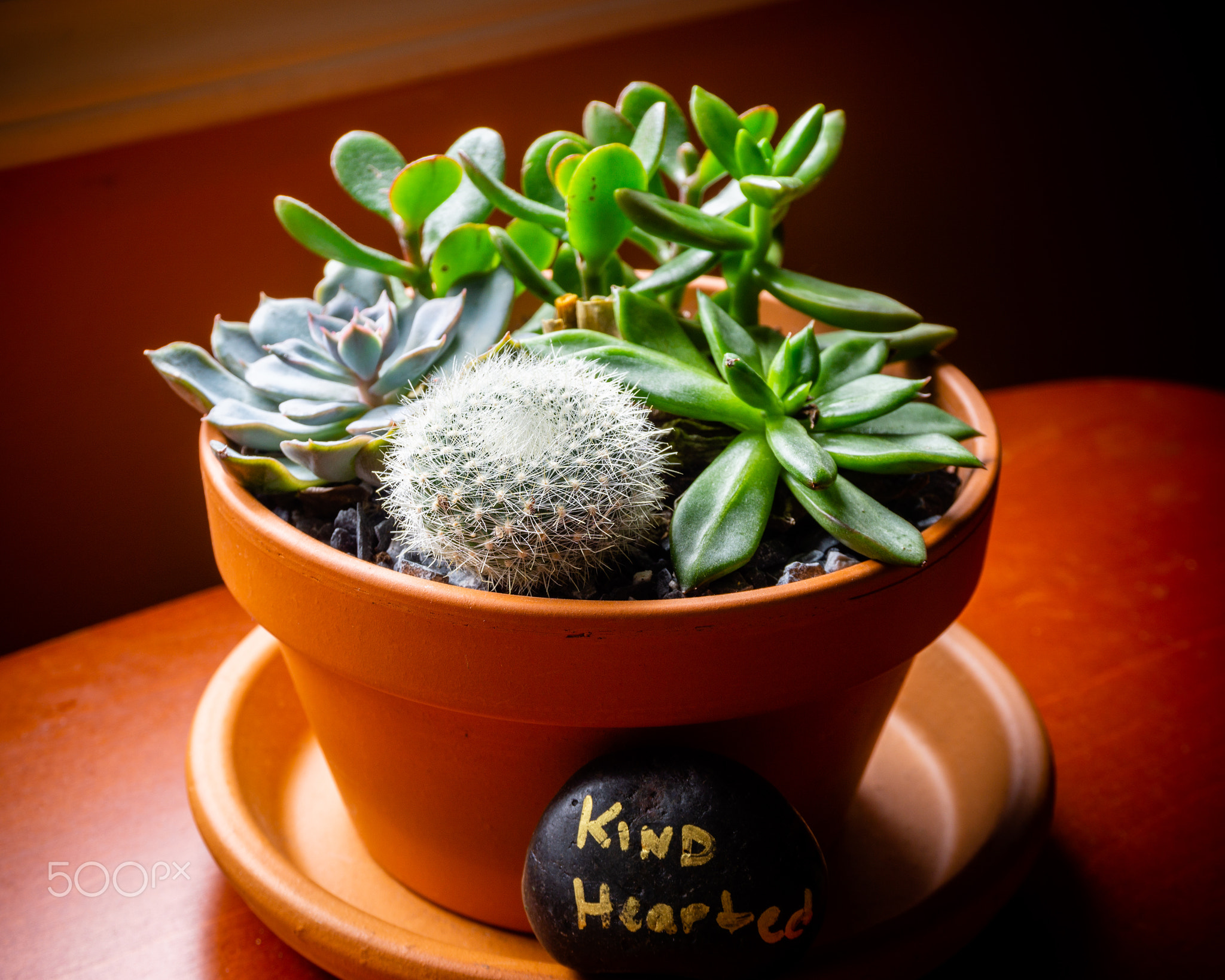 Kindhearted Succulent