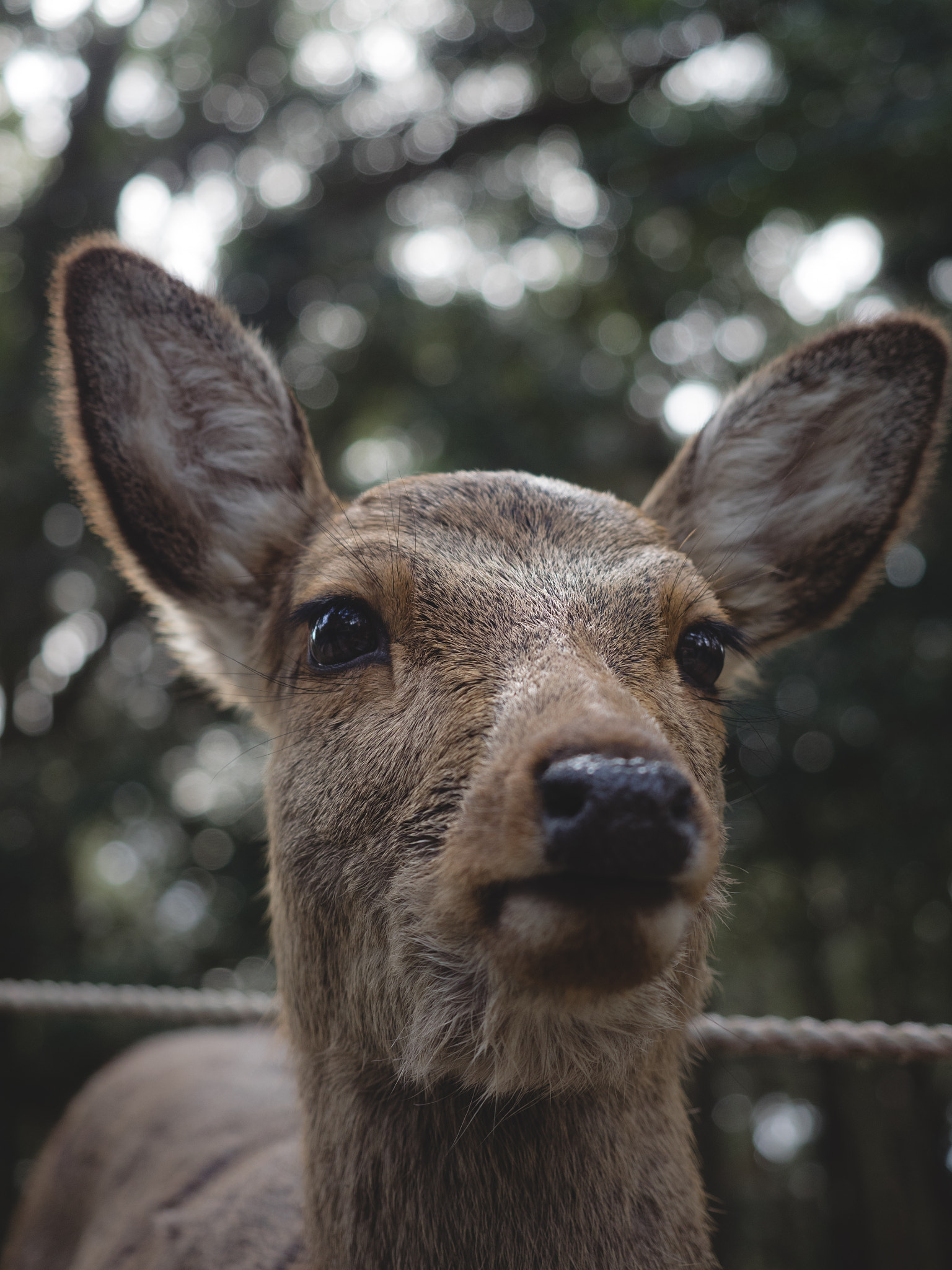 The Gods of Nara