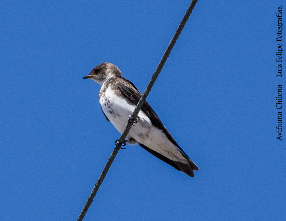 Golondrina Parda.