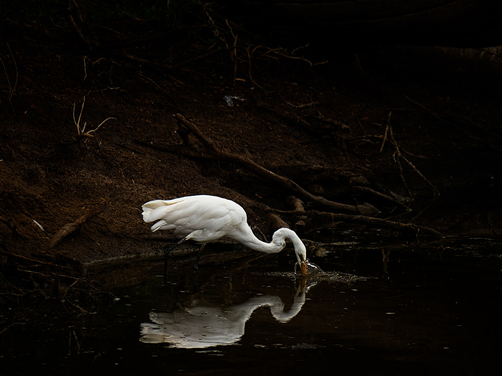 Great Egret by Paul Amyes on 500px.com