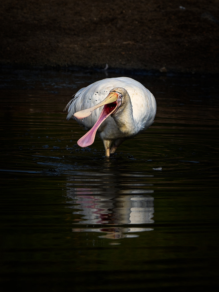Yellow-billed Spoonbill by Paul Amyes on 500px.com