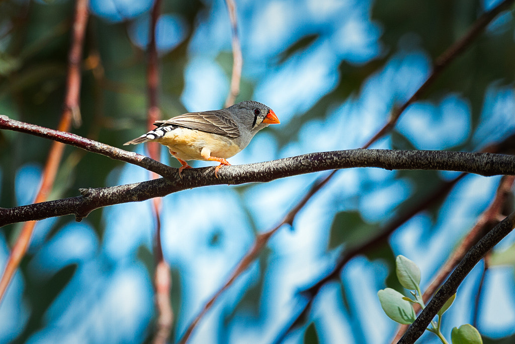 Backyard Birds by Paul Amyes on 500px.com