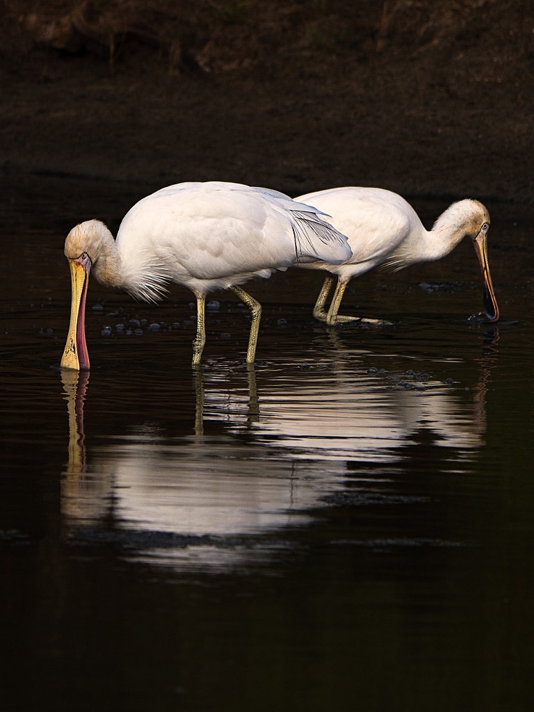 Yellow-billed Spoonbills by Paul Amyes on 500px.com