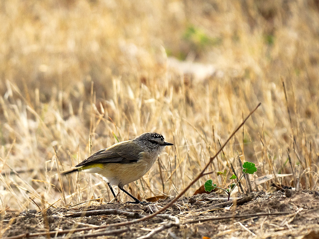 Yellow Rumped Thornbill by Paul Amyes on 500px.com