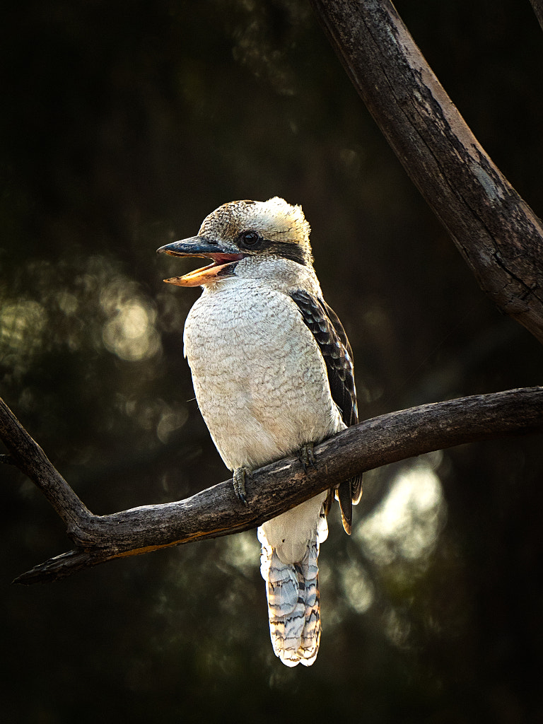 Laughing by Paul Amyes on 500px.com