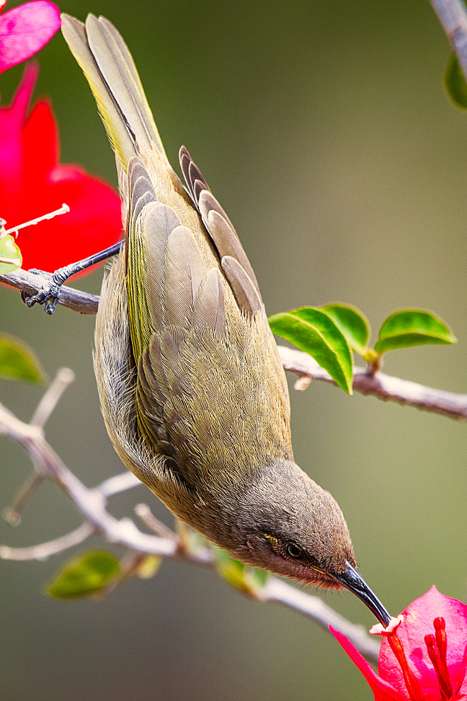 Brown Honeyeater by Paul Amyes on 500px.com