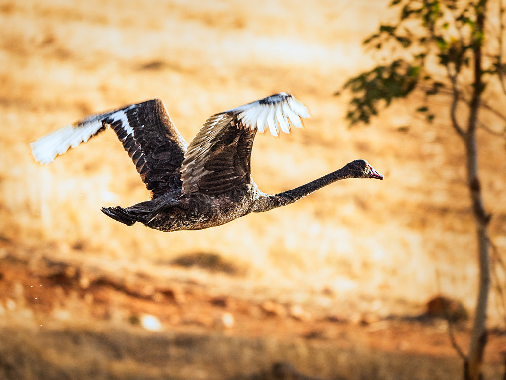 Kooljak by Paul Amyes on 500px.com