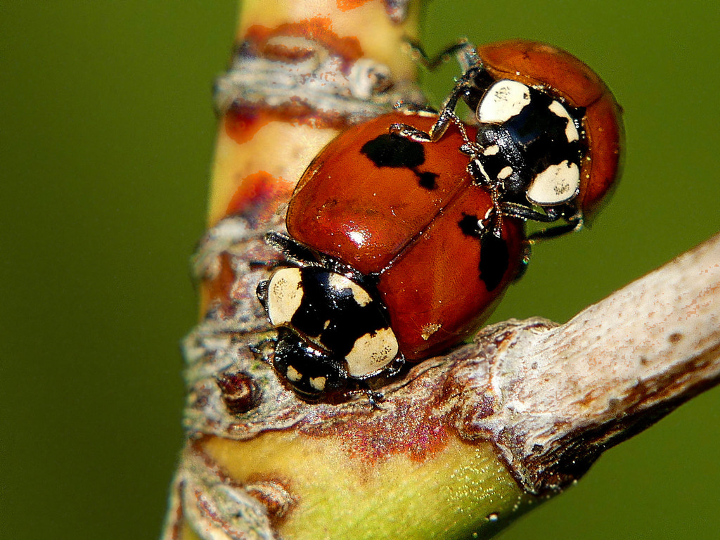 X-rated (SFW) ladybugs by Yves LE LAYO on 500px.com