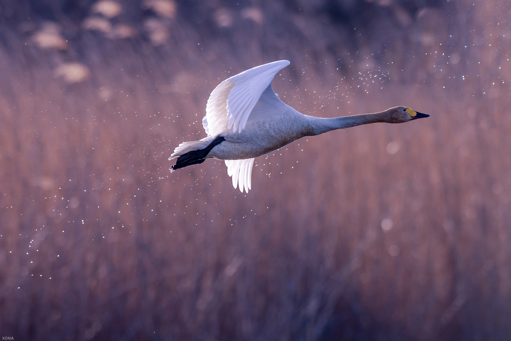 Nikon AF-S Nikkor 400mm F2.8G ED VR II sample photo.  take-off photography