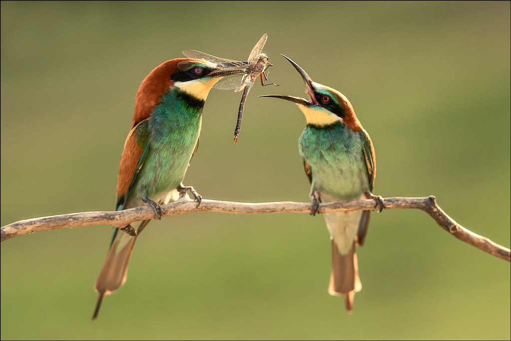 Bee-Eater by Georg Scharf on 500px.com