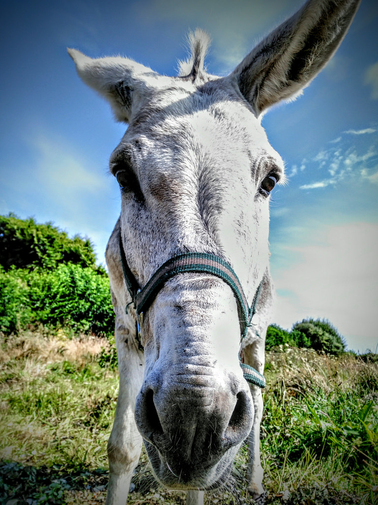 Hello friends !  by Yves LE LAYO on 500px.com