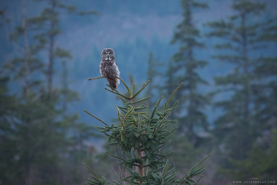 Great Grey by Jess Findlay on 500px.com