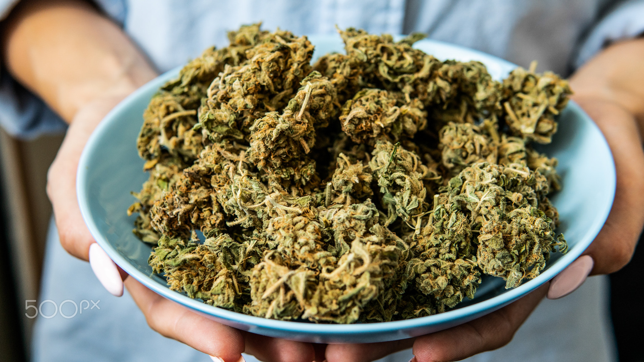 checking the quality of marijuana buds in the hand.