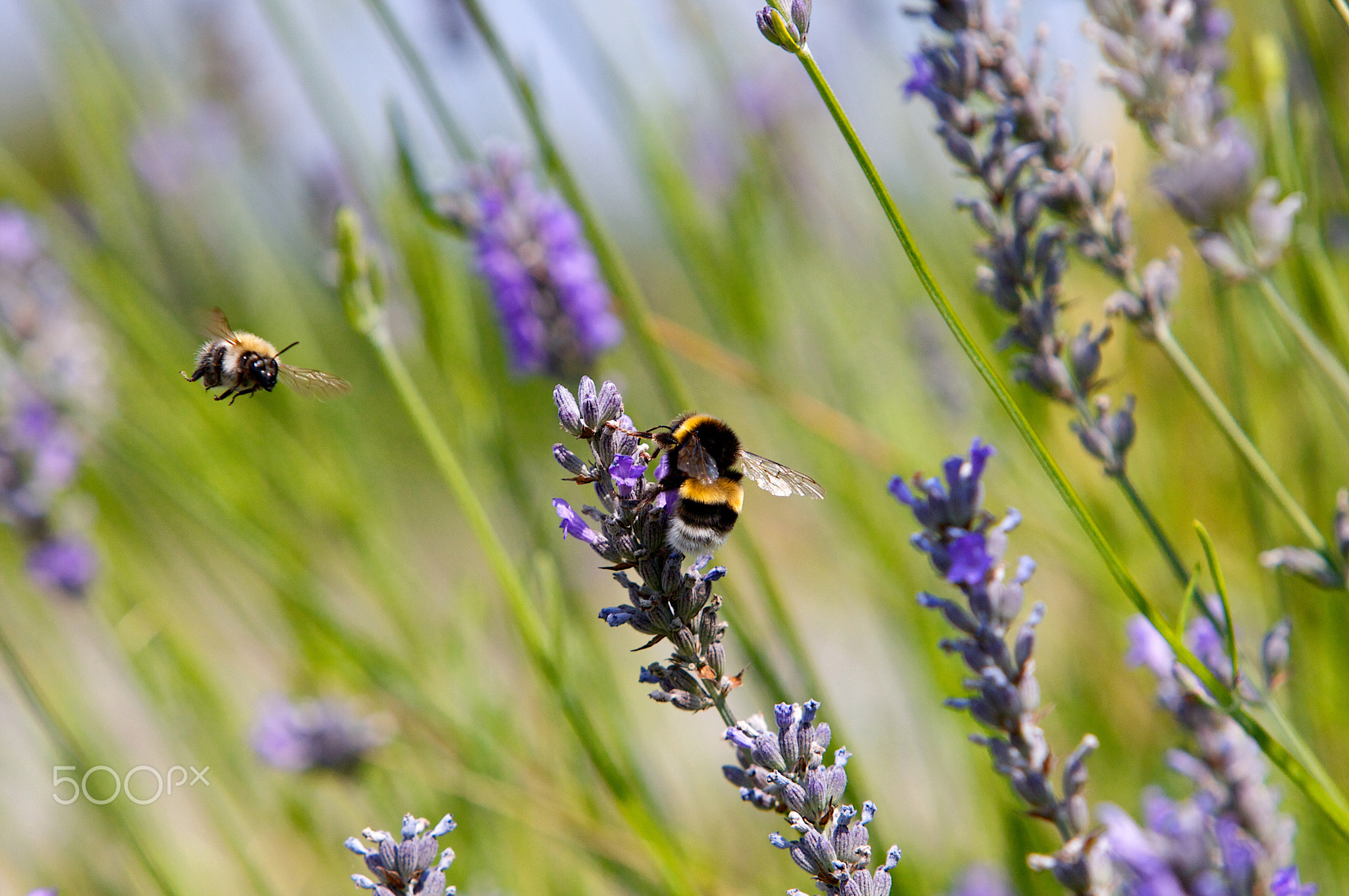 Bumblebee looking for nectar