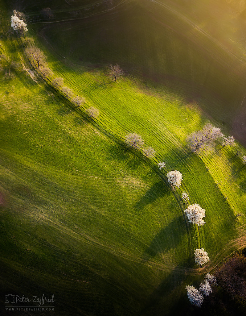 Blooming road by Peter Zajfrid on 500px.com