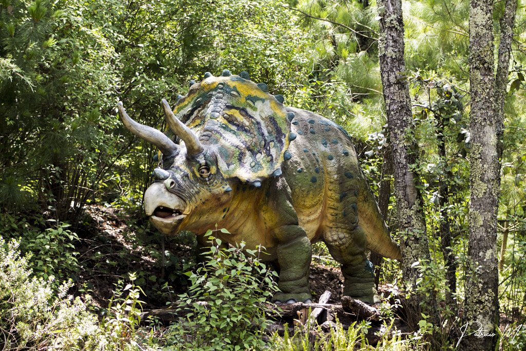 Tricerapto by What Does Triceratops Eat? And Triceratops Facts That Will Surprise You