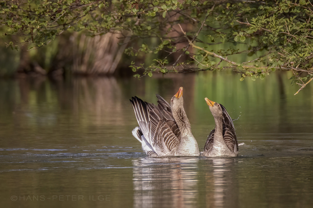 In Love by Hans-Peter Ilge on 500px.com