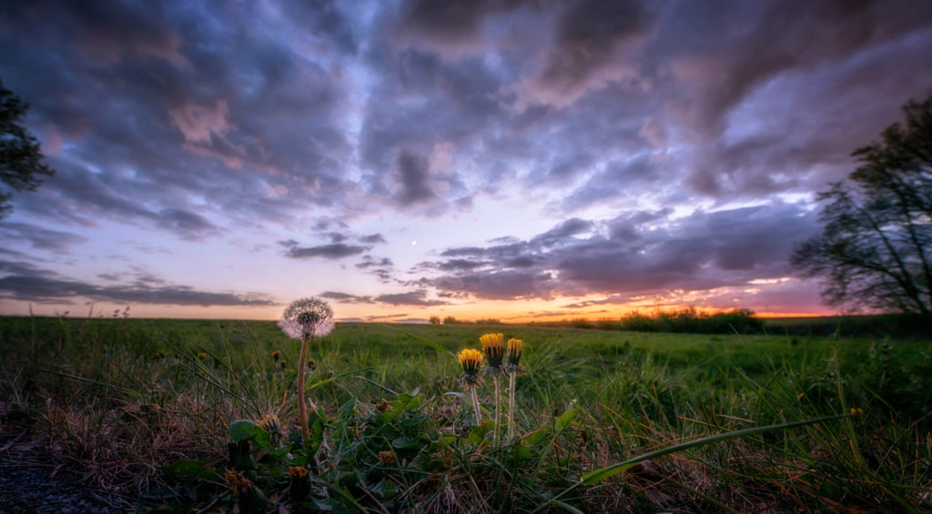 Flowers in the evening light by Bastian Müller on 500px.com