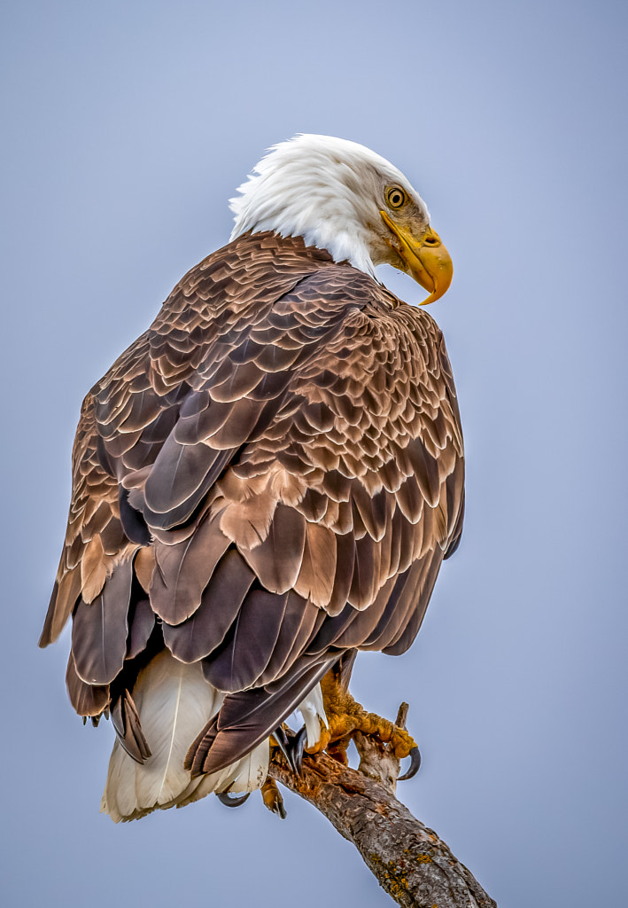 Regal Eagle by Jim Sinclair / 500px