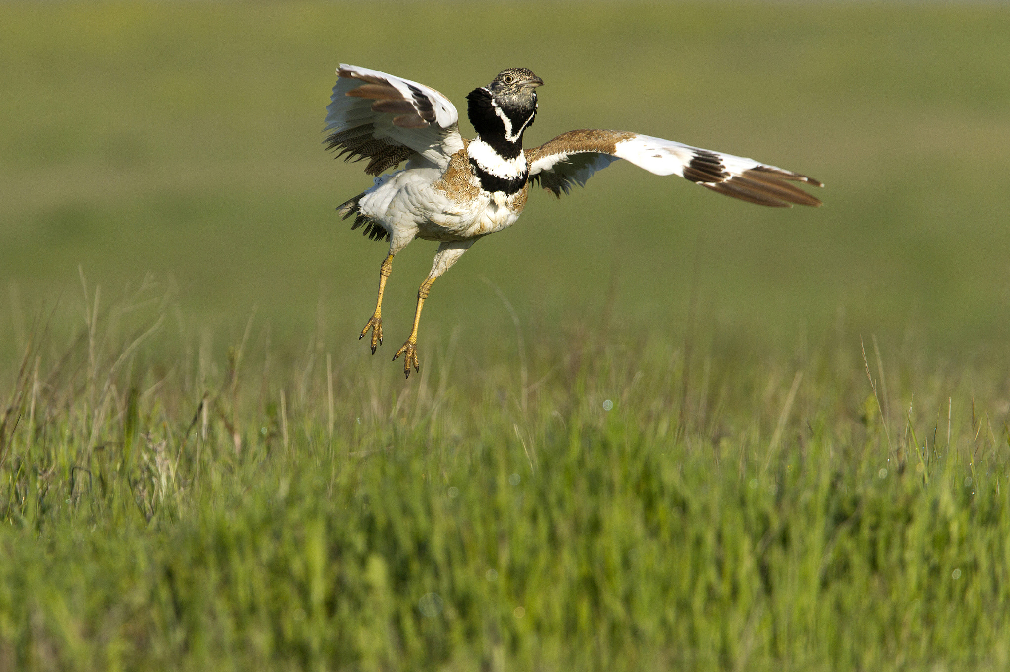 Little bustard, Tetrax tetrax