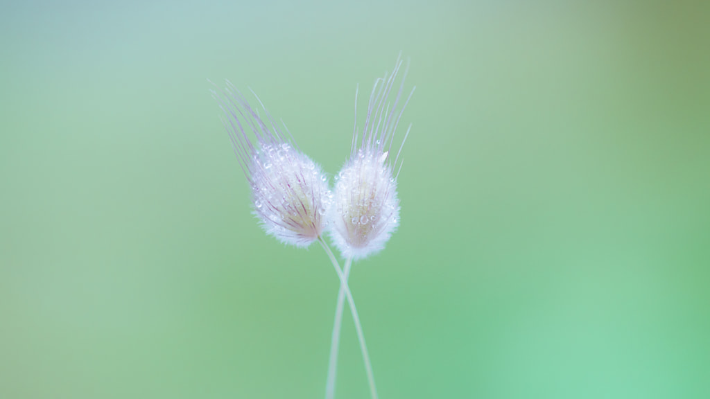 Flower by tanguy lacan on 500px.com