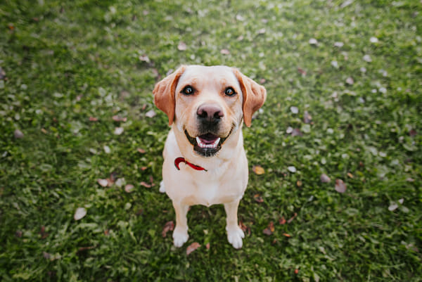 Quest / 500px - Domestic Animals | Collection