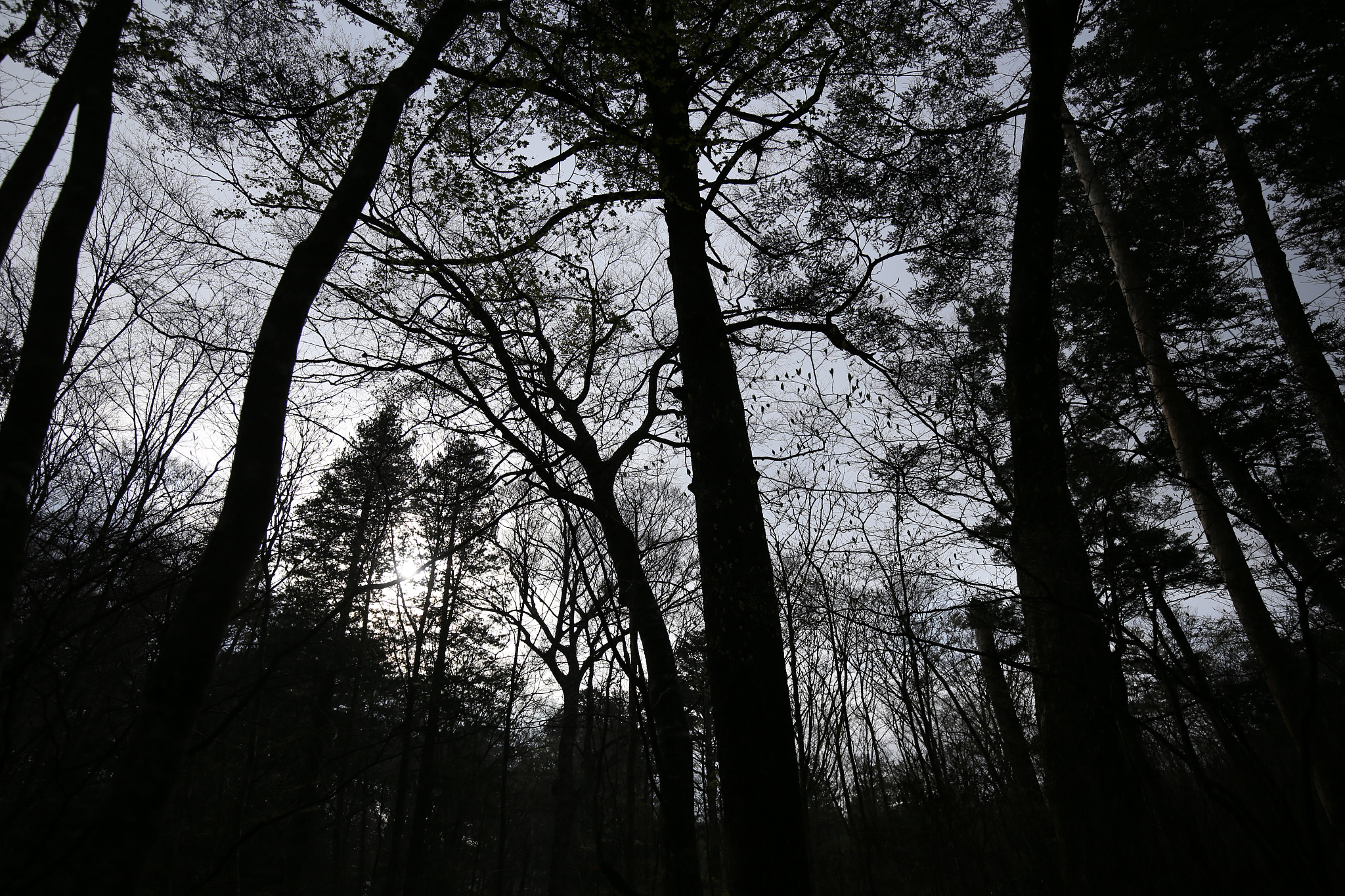 In the forest at dawn