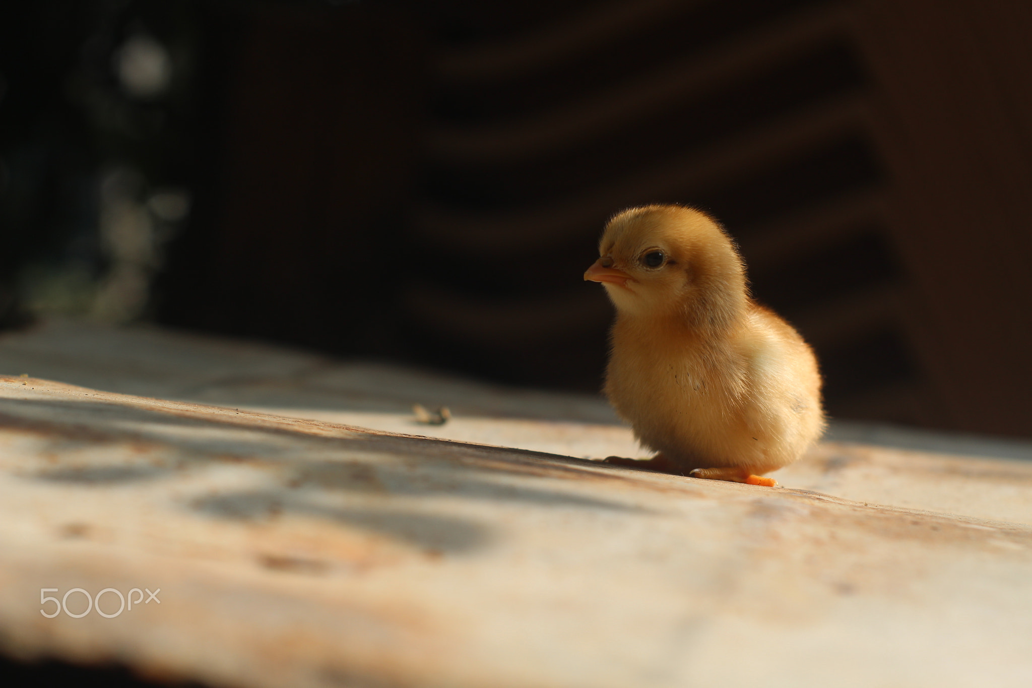 Chick