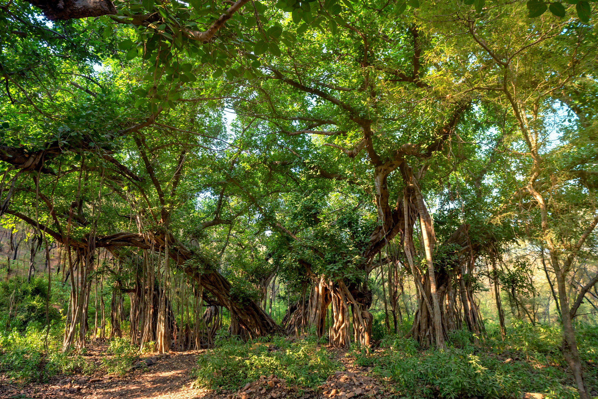 Scenic view of jungle with Indian banyan
