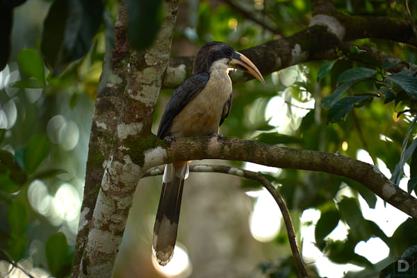 https://500px.com/photo/1015091535/Sri-Lanka-Grey-Hornbill-by-Dinesh-J-Weerakkody