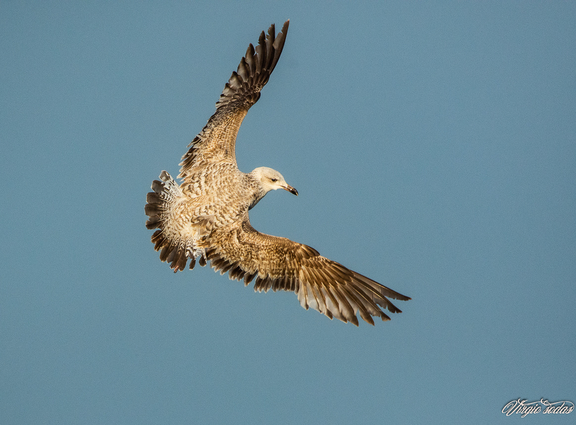 Herring Gull