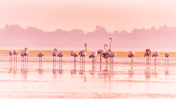 The Group of Flamingos - 2 by Lavan Photography on 500px.com