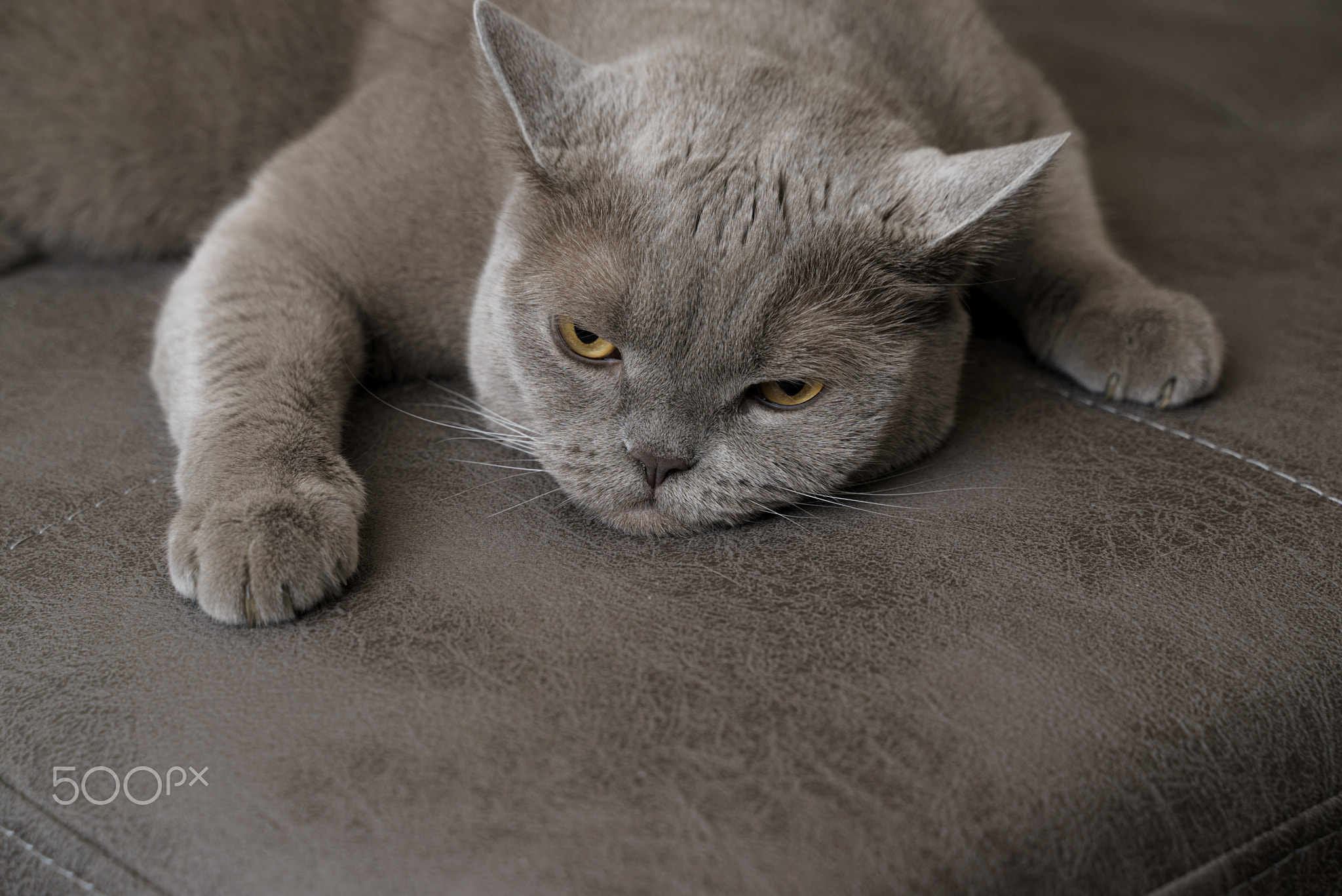 a lazy gray british shorthair cat lies outstretched with a displeased