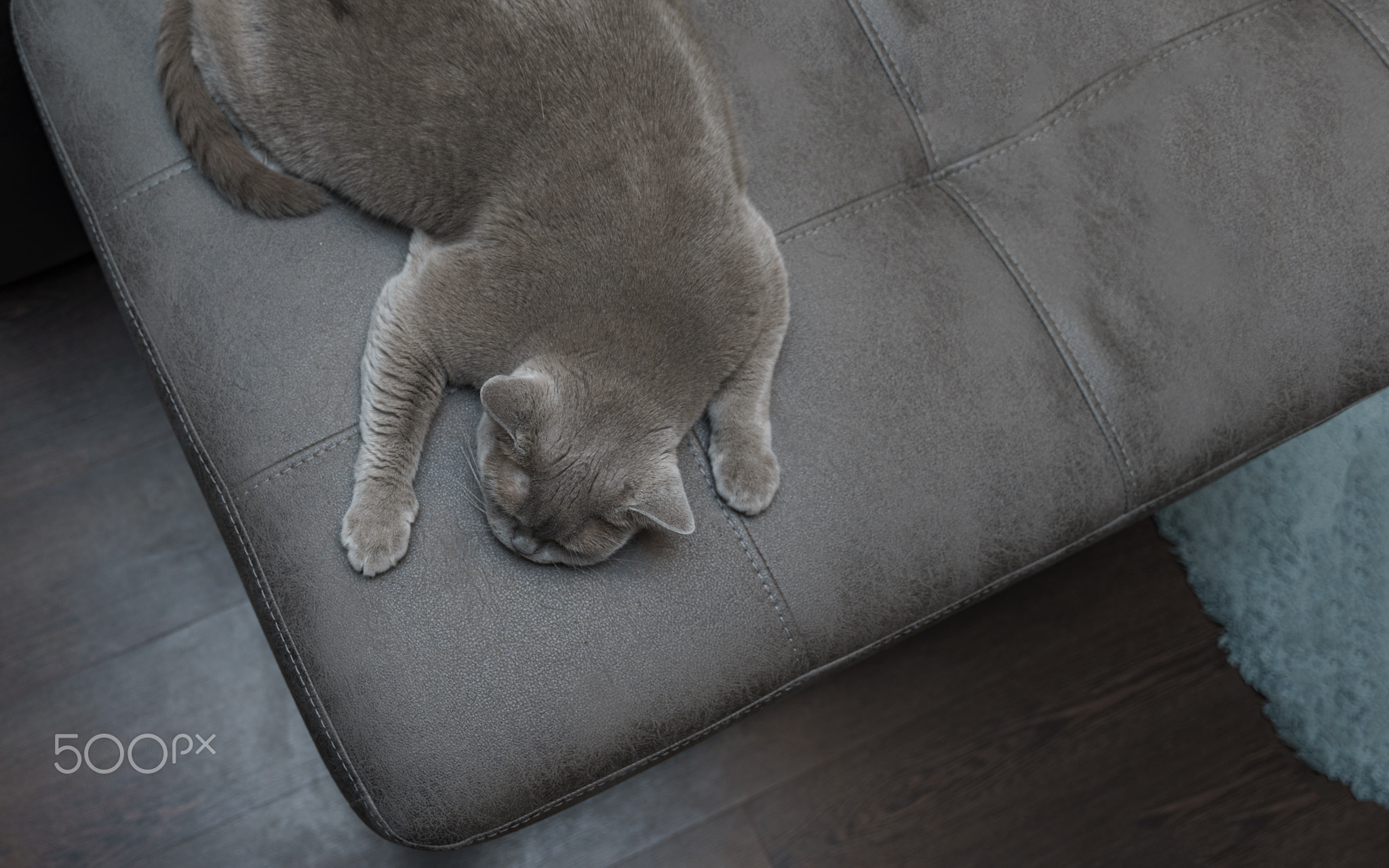 lazy gray british shorthair cat lies spreading its paws on the corner