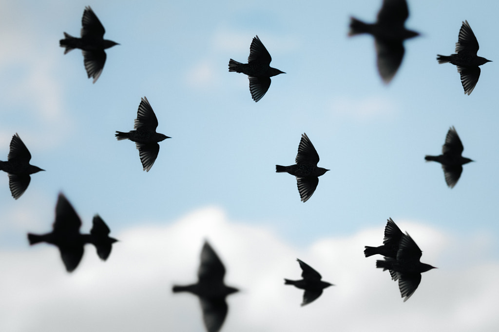 Murmuration by Dom Piat on 500px.com