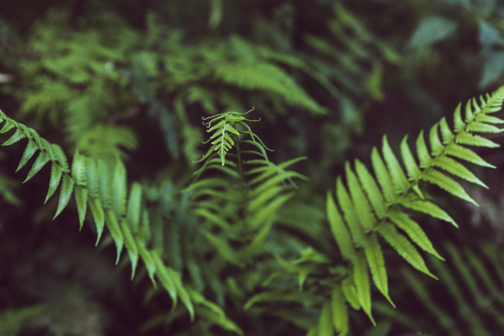 Fern time. by Pablo Reinsch on 500px.com