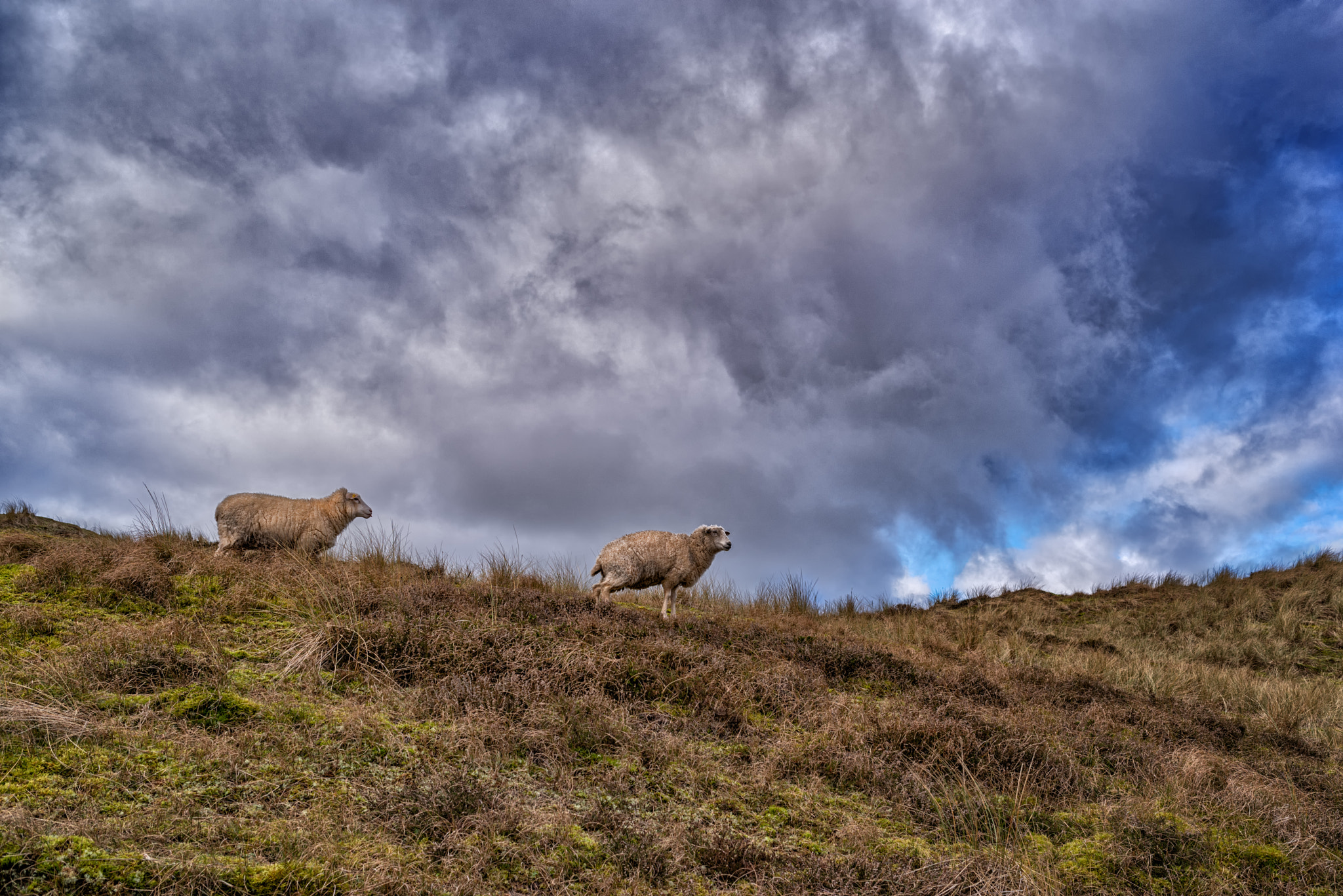 Marsh sheep