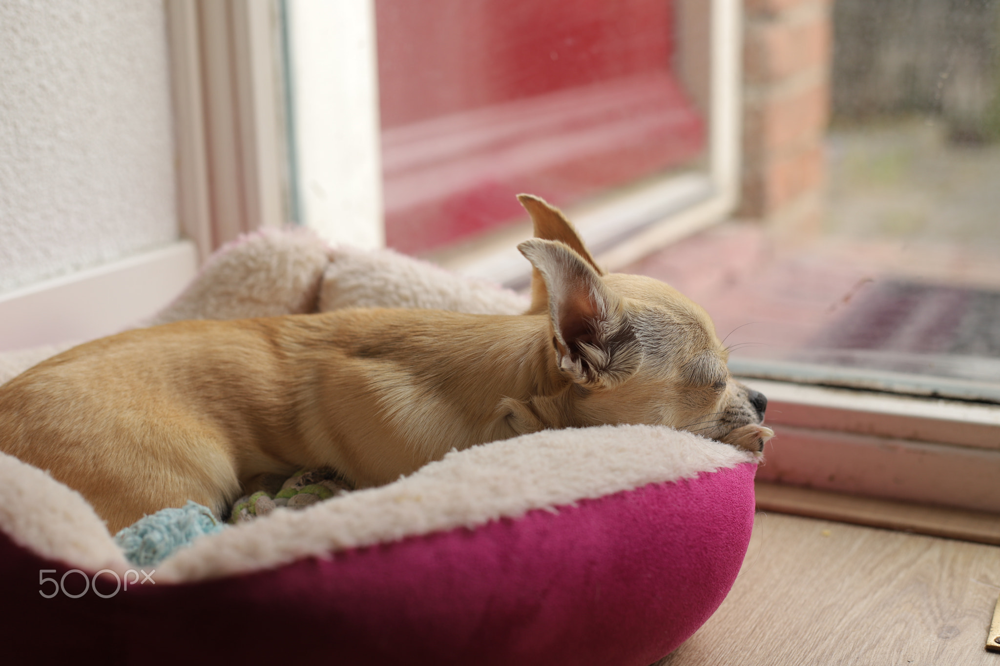 Closeup portrait of small funny beige mini chihuahua dog, puppy