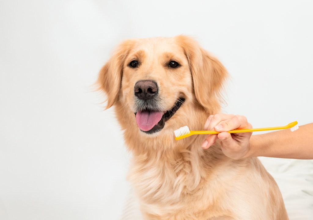 White golden retriever ready to clean teeth on white background by Olena Varchenko on 500px.com